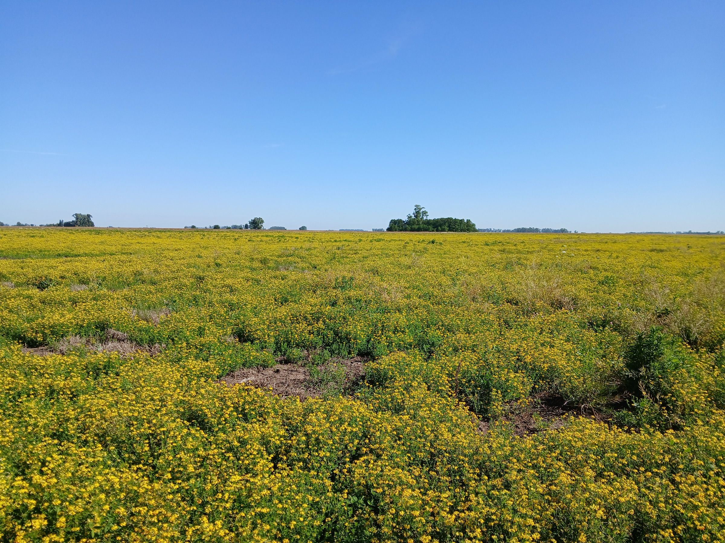 Lote de Lotus corniculatus en flor