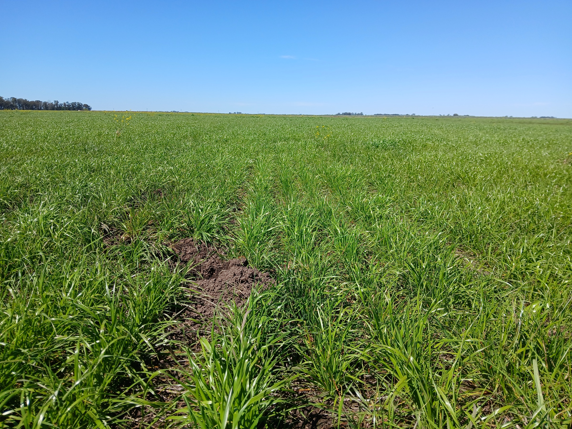 Ryegrass implantado en surcos
