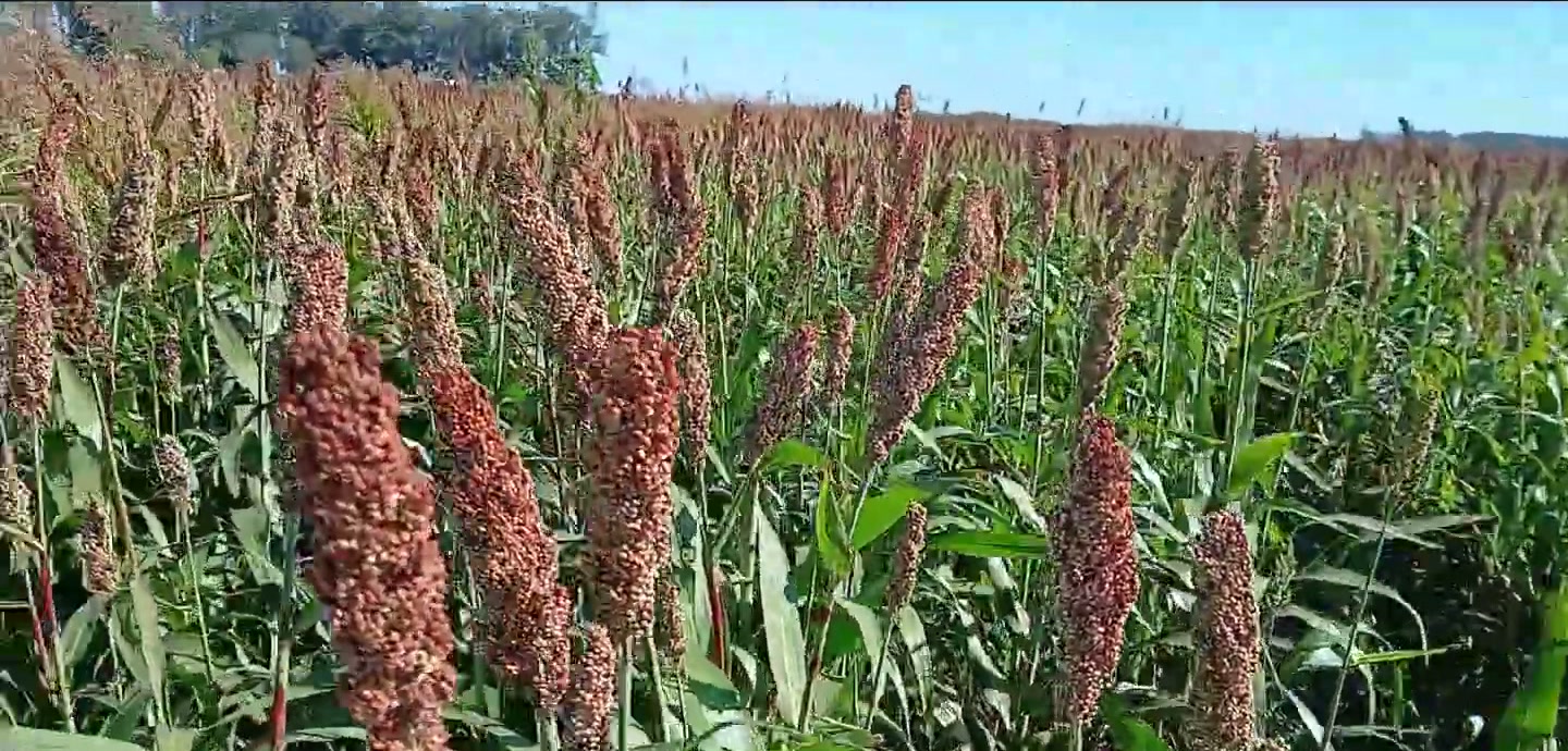 Sorgo forrajero en panoja